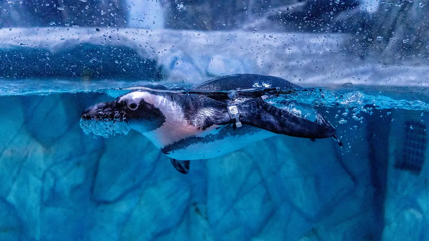 Magic Aquarium в Ташкенте