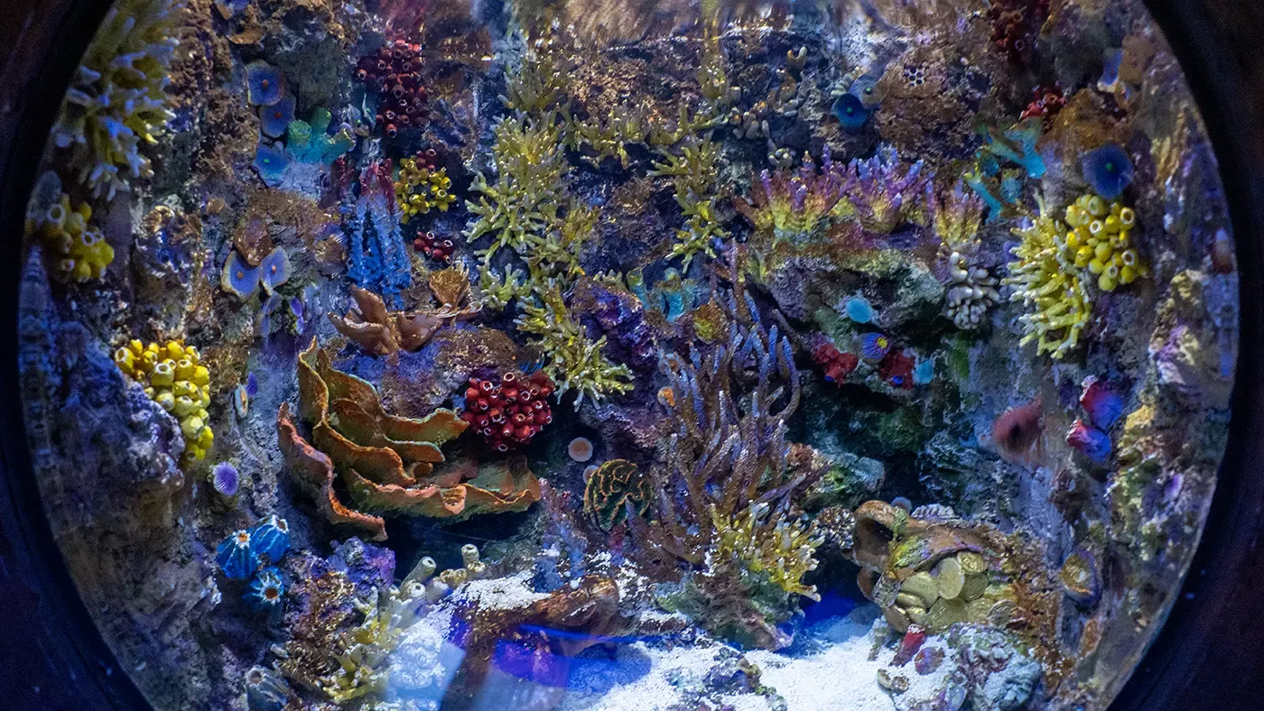 Magic Aquarium в Ташкенте